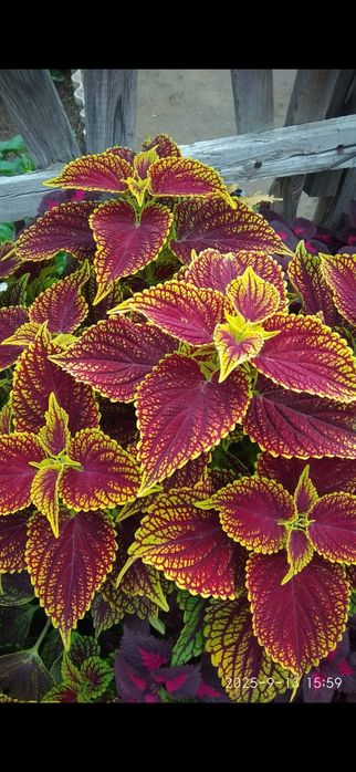 Продам цветы колеусы