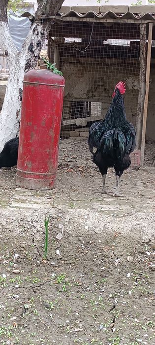 Qishloq qizi jinsiy aloqa