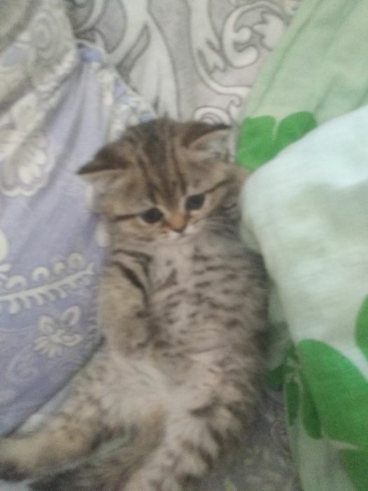 Шотландские котята