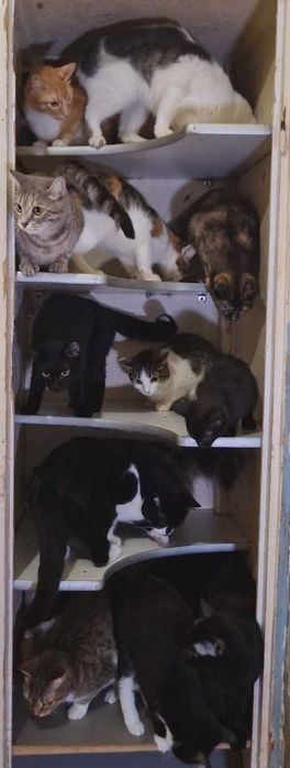 кот кошка котенок