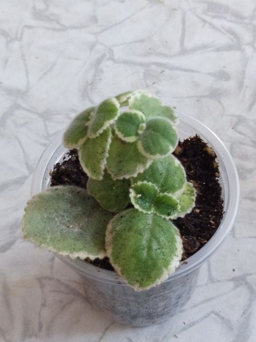 Продам комнатные растения