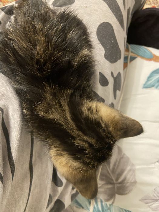 Отдам котенка мальчика