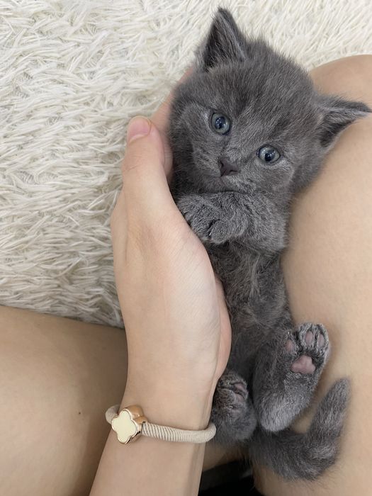 Продам кошек Алматы шок цена!