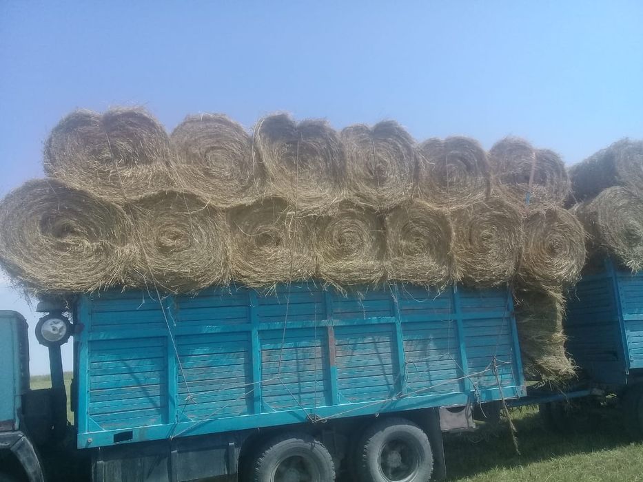 Сено жоношка жоношка