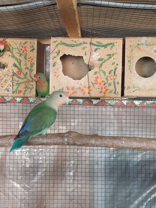 Папугаи разные..