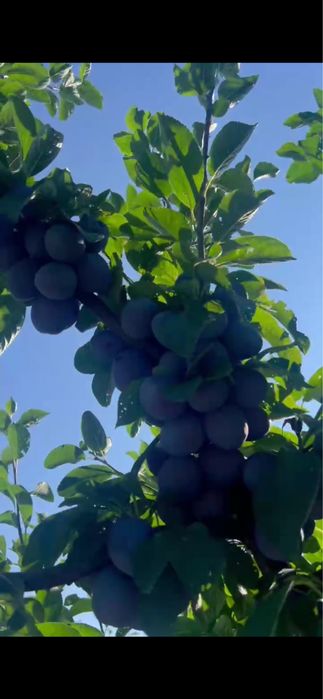 Vand prune pentru gem/ majun / tuica