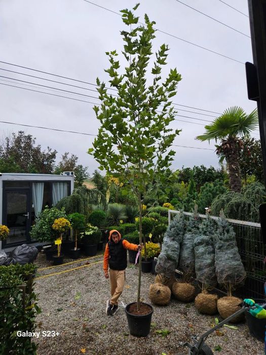 Platan englezesc 2m - 5m livram oriunde in tara fara avans