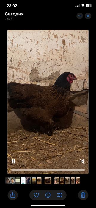 ТАУЫҚ ,Гибрид,курочка