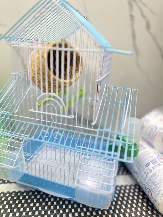 Папугай волнистый