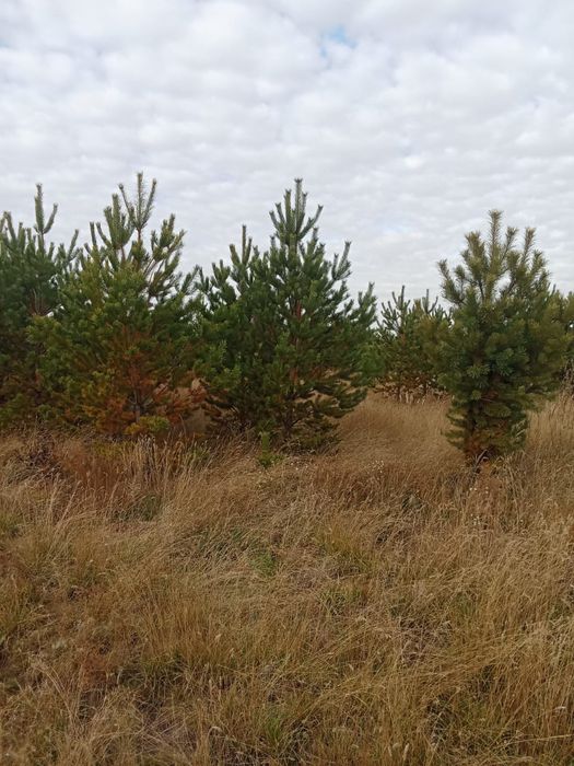 Сосны обычные и крымские