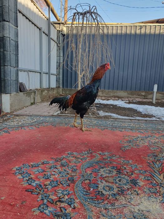 Дакан бойцовый хороших кровей