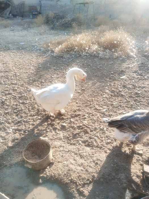 Продаеться Холмагор помесь гуси