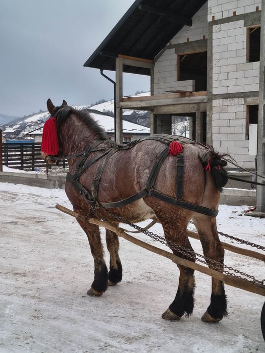 Vând mânz castrat de 2.5 ani învățat!