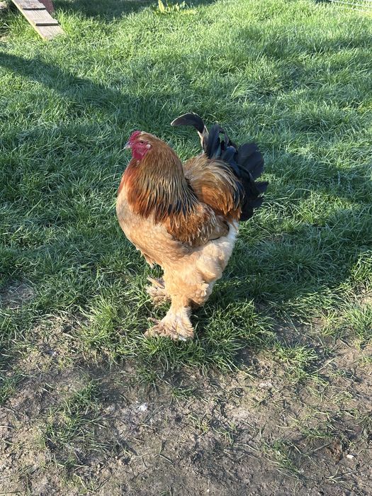 Brahma Colombian gaini cu cocosi