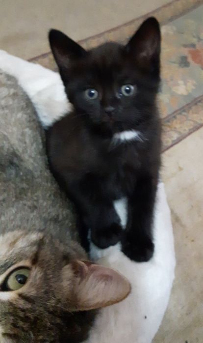 Котёнок  22 мая два месяца