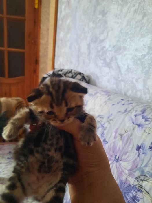 Продаются котята британцы