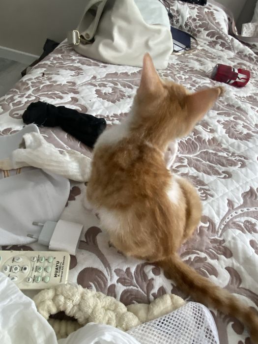 Умный котенок в добрые руки