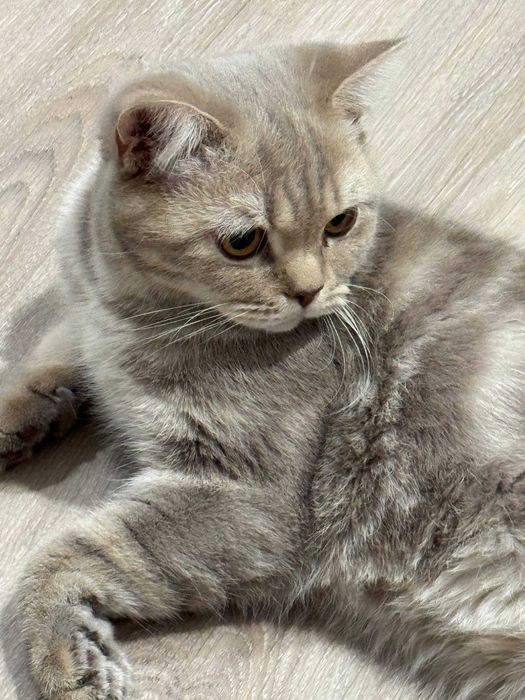 Отдаем котика Бруно в добрые руки