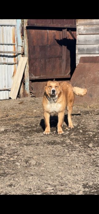 Продажа взрослая сука кв