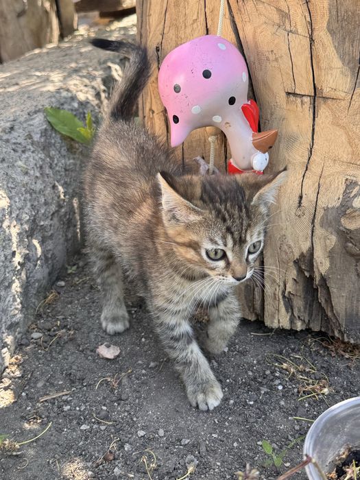 Отдам котенка в хорошие руки