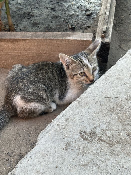 Отдам котят в добрые руки