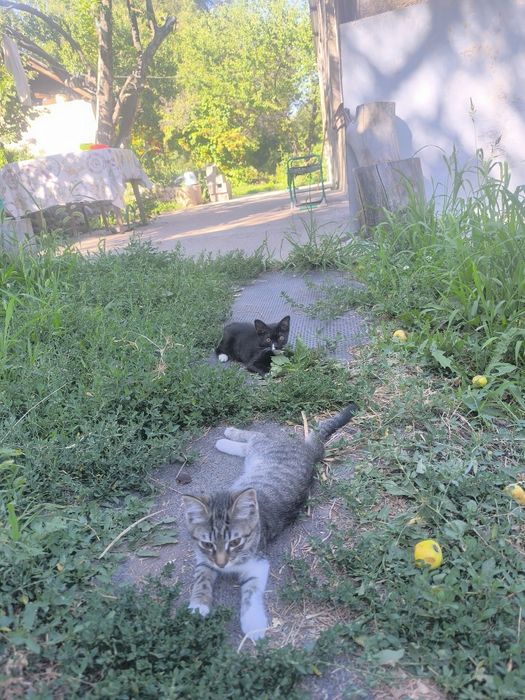 Отдам котят в добрые руки