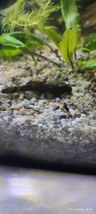 Pești ancistusi normali