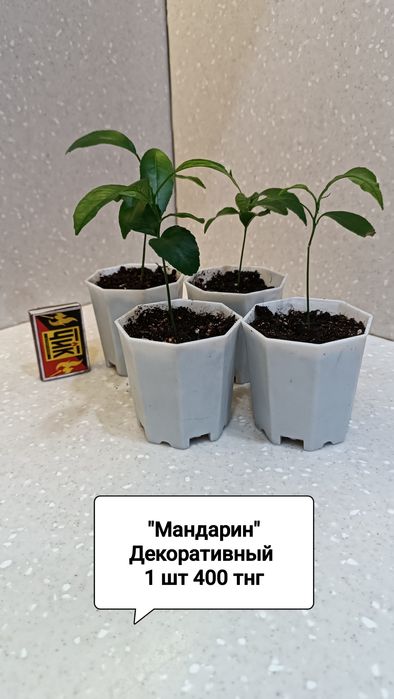 Цветы комнатные в горшках