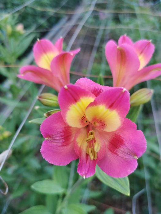 Альстромерия саженцы