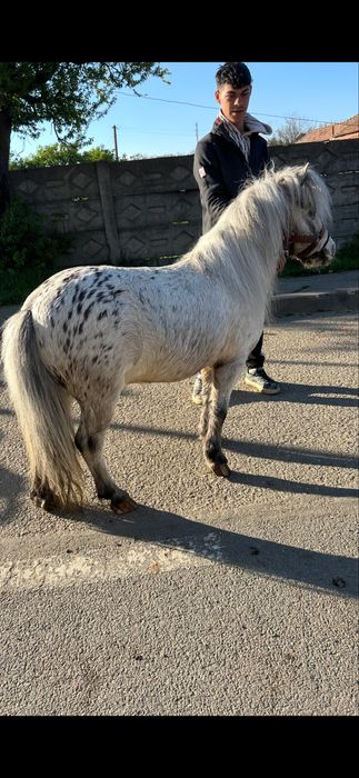 De vazare poneu apaluza talia mica castrat ff bland invatat cu copiii