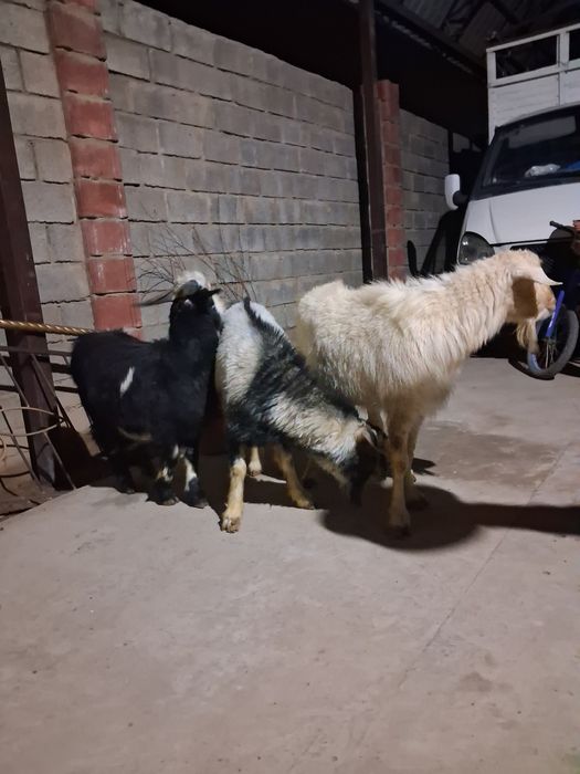 Еркек текелер бар