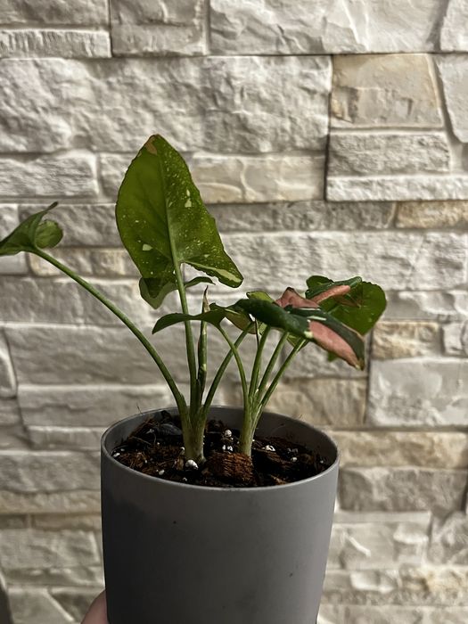 сингониум ред спот триколор