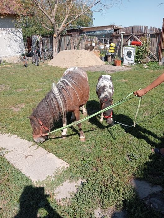 Vând poneiță gestantă foarte cuminte