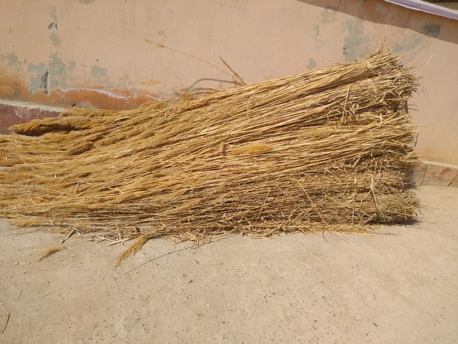 qamish sotiladi Kogon