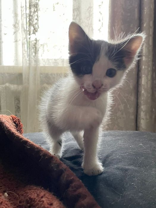 Домашние животные