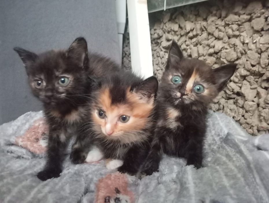 Отдам даром семью кошек , всё девочки