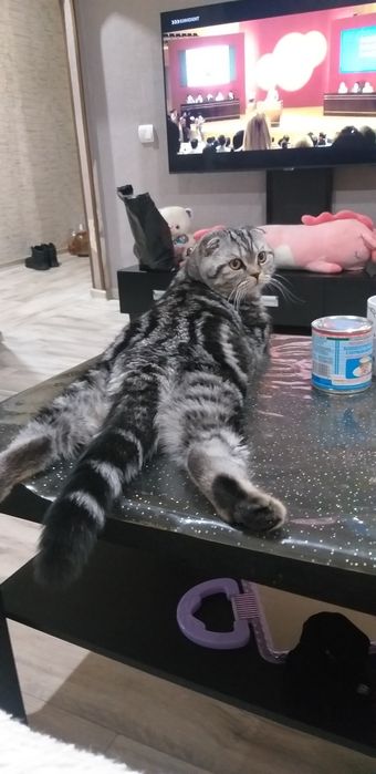 Шотландец мальчик ищет кошечку