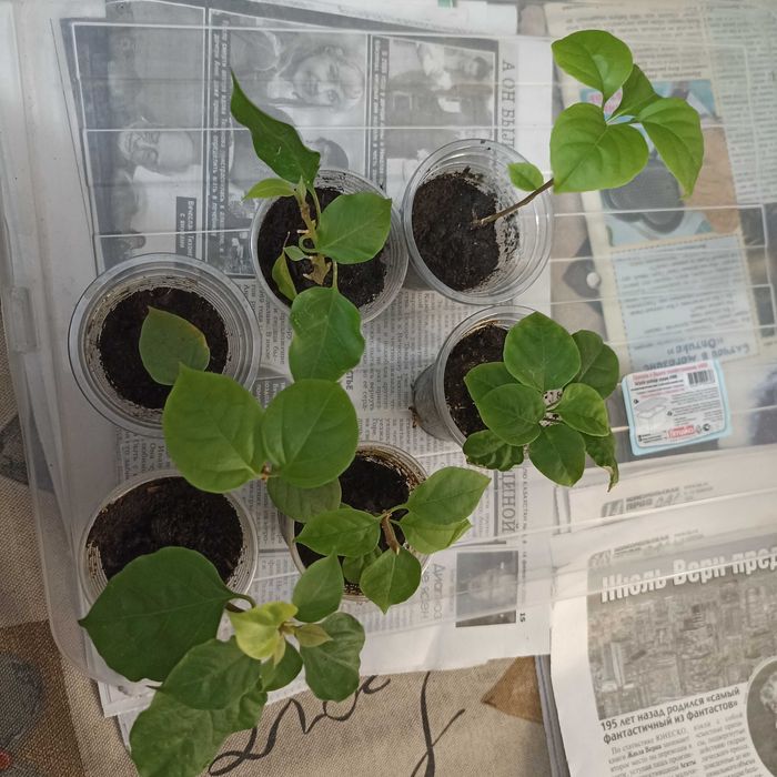 Бугенвиллия -красивый цветок