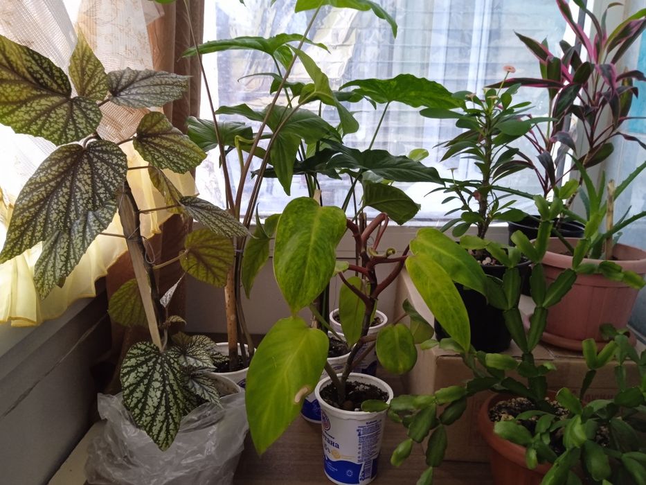 Продажа комнатных цветов