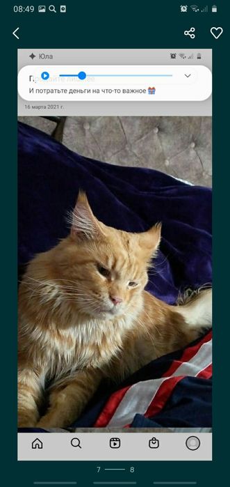 Срочно продам котёнка мейн-кун