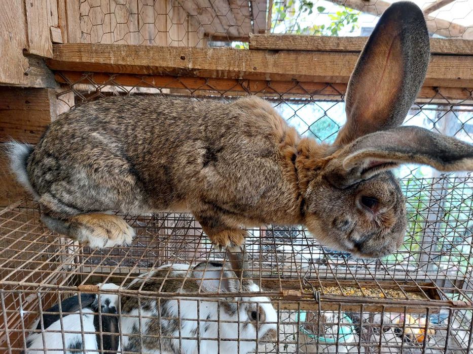 Iepuri urias gri german