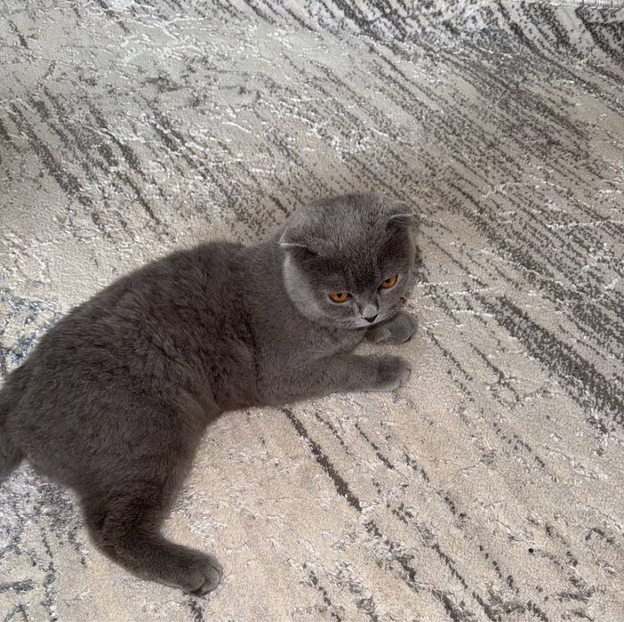 Paroda mushuk sotiladi, srochnaga