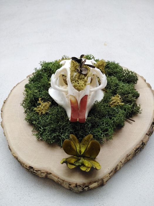 Череп от нутрия. Трофей. Скандинавски мъх