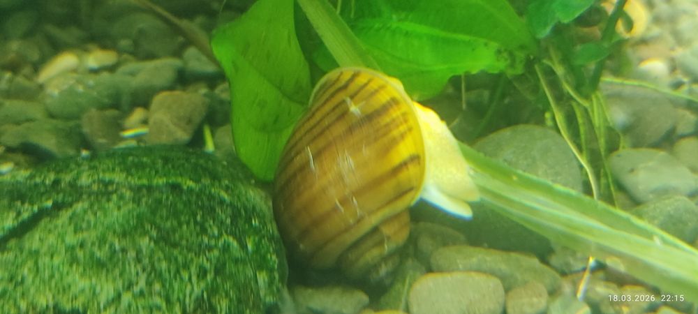 Улитки аквариумные.