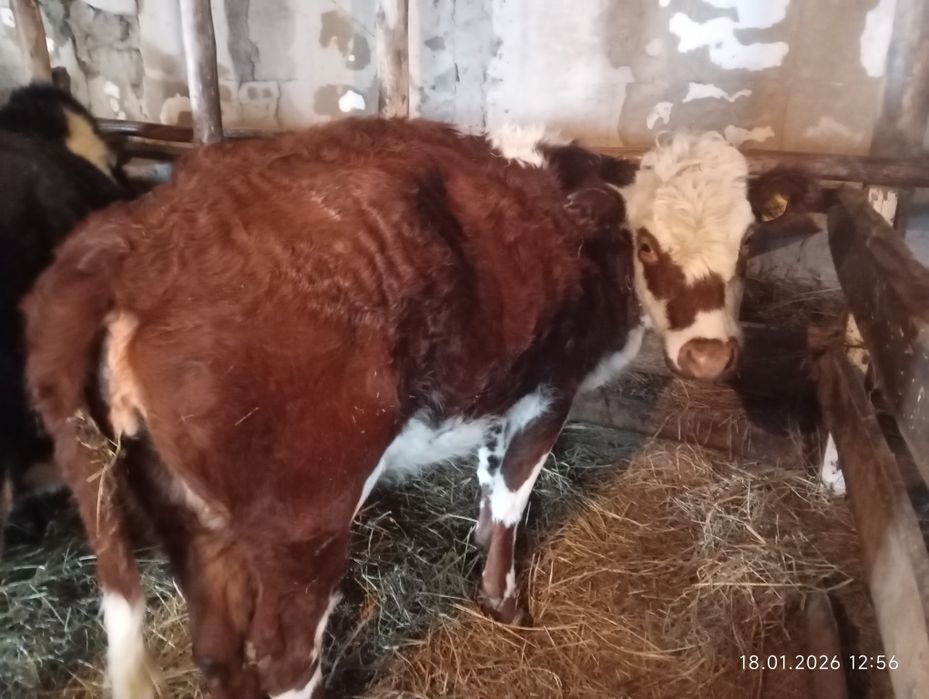 Қысыр сиыр сатамын