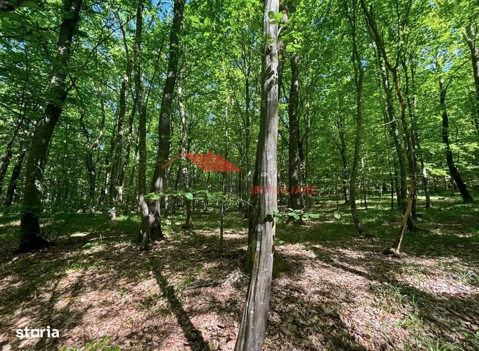 1 ha padure, Coldau