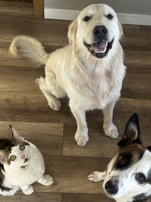 Молодой песик ретривер ищет хозяина