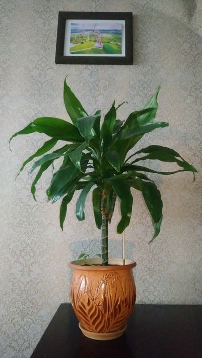 Драцена, как пальма выглядит в горшке керамика .