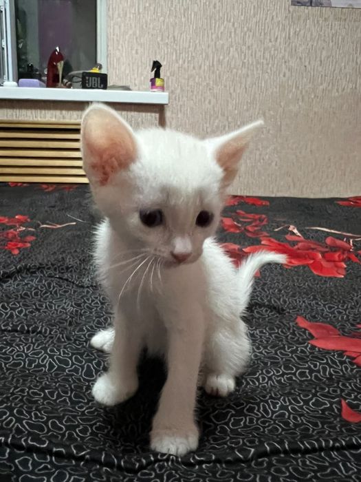 Породистые котята