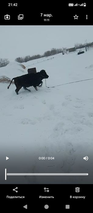 Продам 3 бычков на дорощивание